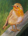 British Robin 